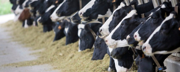 besoins en minéraux et en vitamine des ruminants d'élevage