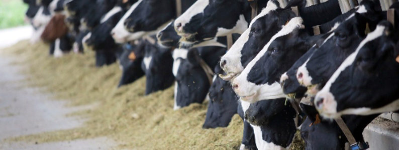 besoins en minéraux et en vitamine des ruminants d'élevage