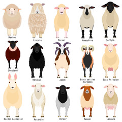 types de moutons